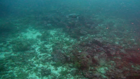 Wasseraufnahme-Einer-Schildkröte-Beim-Schwimmen