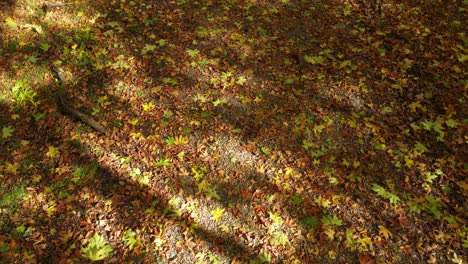 aerial shoot by drone, revealing an amazing tree path covered in leaves from trees in autumn