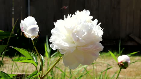 Rosas-Blancas-Sobre-Tallo-Verde-En-El-Jardín-Con-Fondo-Borroso