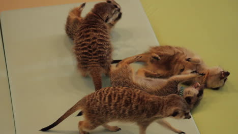 meerkats roll around and play in meerkat cafe