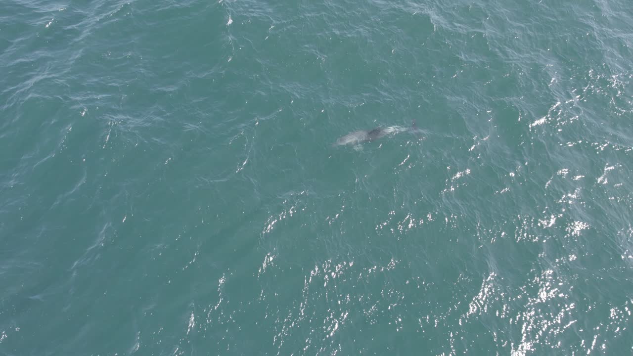 Bottlenose Dolphin Swimming In The Open Sea In Summer In Australia
