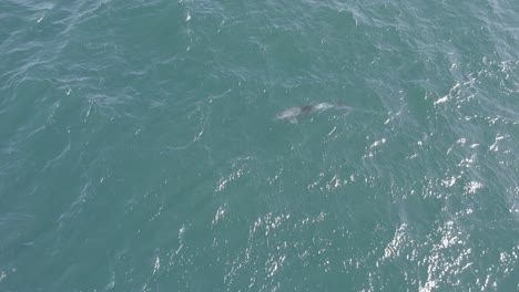 Großer-Tümmler-Schwimmt-Im-Sommer-In-Australien-Im-Offenen-Meer