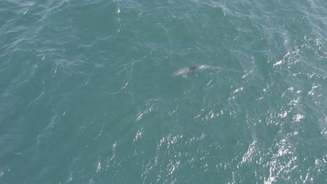 delfines nariz de botella nadando en mar abierto en verano en australia