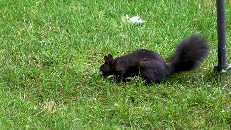 Ein-Eichhörnchen,-Zunächst-Neugierig-Auf-Den-Fotografen,-Kehrt-Zur-Nahrungssuche-Zurück