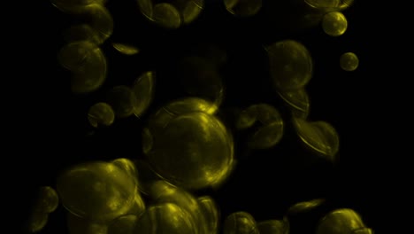 amarillo para la química para el bucle de microscopio intensivo