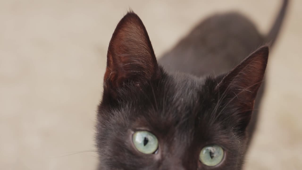 Un bellissimo gatto nero con gli occhi verdi cammina verso la telecamera guardando