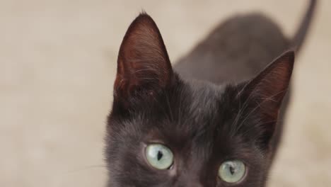 a beautiful black cat with green eyes walks towards the camera looking