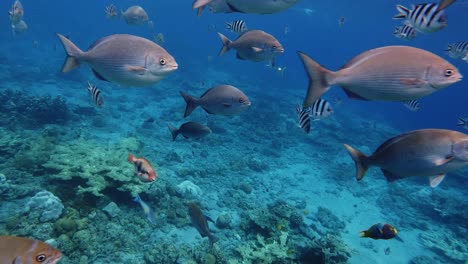 Escuela-De-Peces-De-Arrecife-Nadando-En-Aguas-Claras-Del-Océano-Azul---Toma-De-Primer-Plano