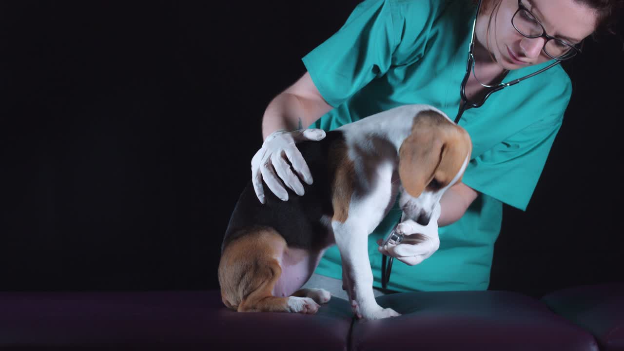 4k 비글 강아지 수의사에서 심장 박동을 확인합니다.