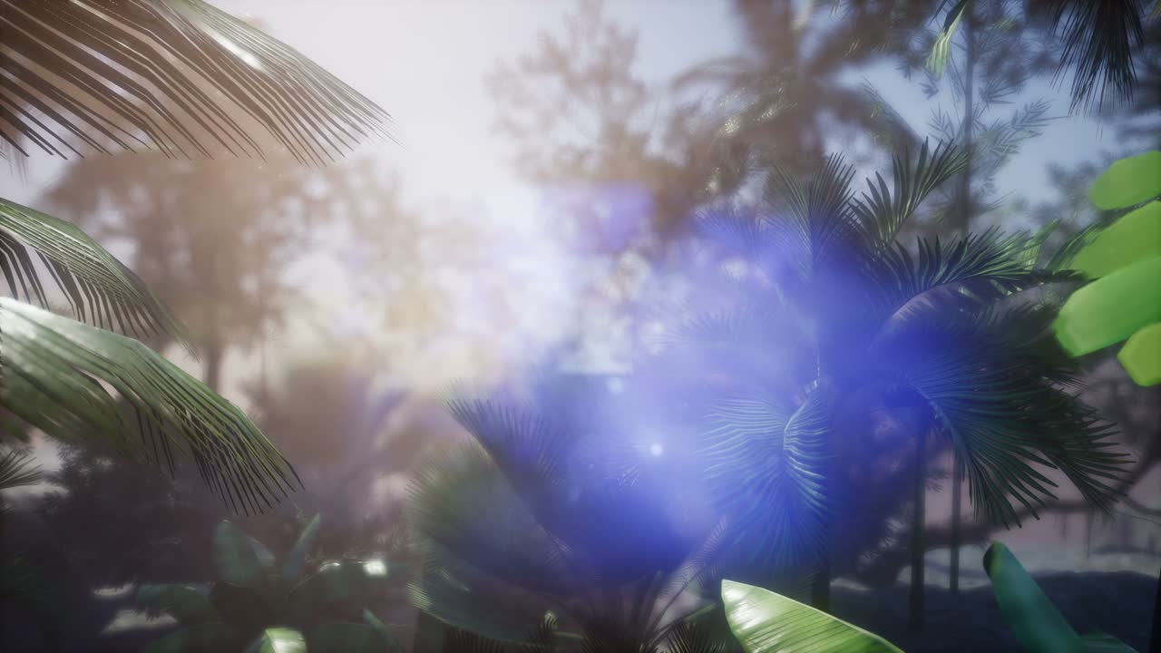 los rayos del atardecer a través de las palmeras