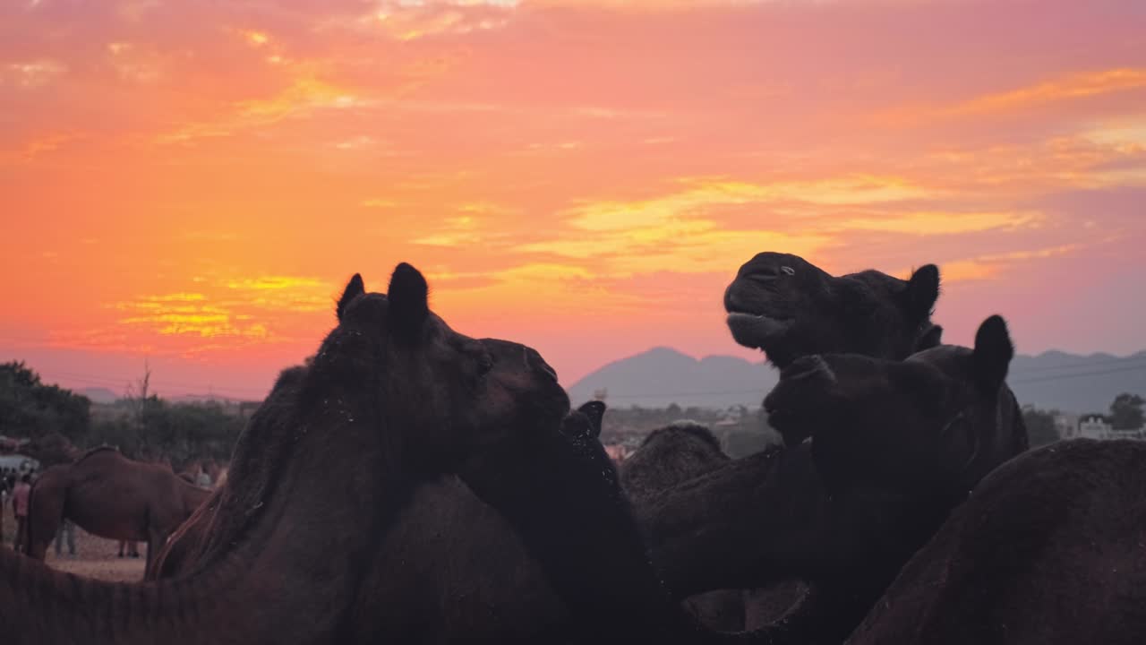 푸스카르 멜라 (pushkar mela) 에서 낙타는 에서 먹고, 해가 뜨면 는 낙타 박람회를 개최한다.