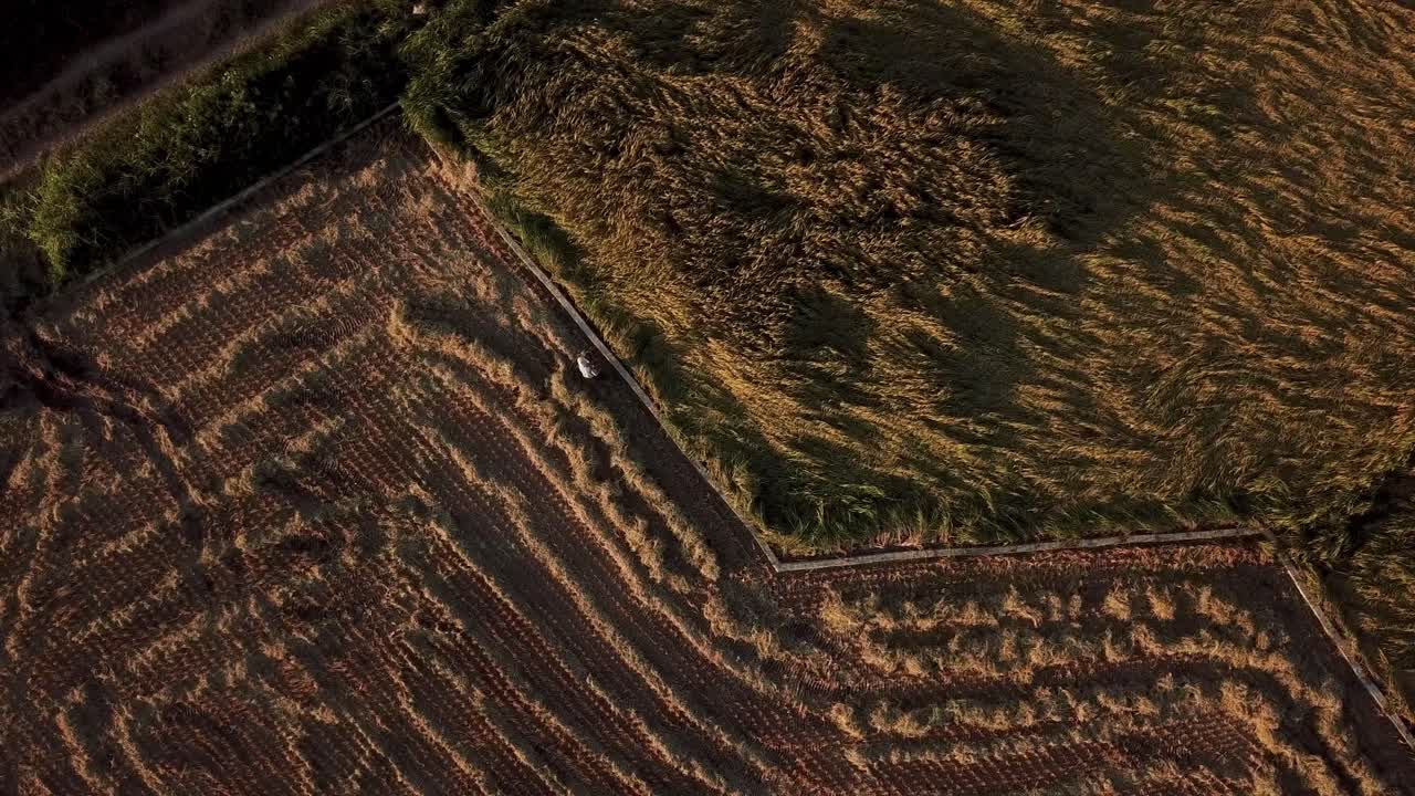 patrón en zigzag en drone disparado vista aérea de ojo de pájaro en el campo de cultivo de arroz en irán en la temporada de cosecha de verano después del cultivo la gente local trabajo familiar en la tierra diseño paralelo alimentos orgánicos tradicionales