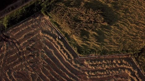 Patrón-En-Zigzag-En-Drones-Con-Vista-Aérea-De-Pájaro-En-El-Campo-De-Arrozales-En-Irán-En-La-Temporada-De-Cosecha-De-Verano-Después-Del-Cultivo,-Gente-Local,-Trabajo-Familiar-En-Tierra,-Diseño-Paralelo,-Comida-Orgánica-Tradicional.