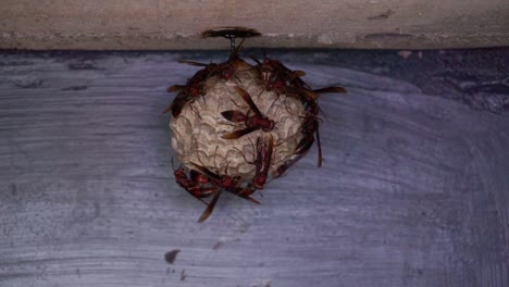 Eine-Kolonie-Wespenwespen-Auf-Ihrem-Nest-An-Der-Wand-Des-Gebäudes