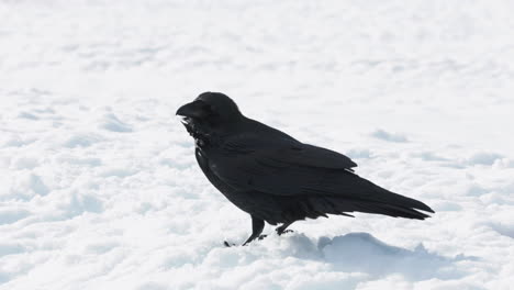 a raven standing in the snow in a strong wind. shot in 4k 60fps
