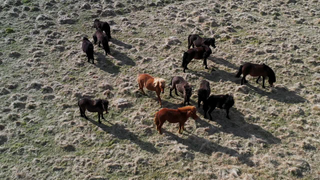 un grupo de ponis salvajes dispersándose en el campo de islandia