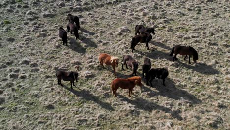 aerial shot overhead a group of wild ponies dispersing in the iceland countryside