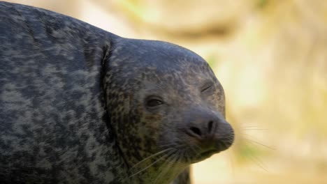 Retrato-De-Primer-Plano-De-Una-Curiosa-Foca-De-Puerto-Mirando-A-La-Cámara