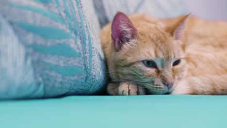 Close-up-of-a-cat-sleeping-on-a-sofa