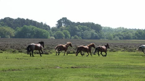 new forest ponies clip 4