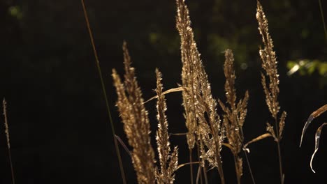 Dry-grass-on-the-river-bank