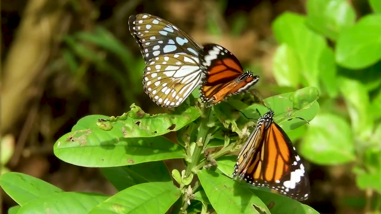 mariposas sentadas en la planta verde hoja naranja negro blanco colorido mariposa insecto posado naturaleza vida silvestre primer plano mariposas encontrando socios