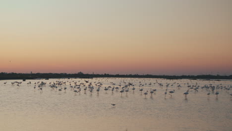 Goldene-Stunde-über-Einem-See-Mit-Ruhenden-Und-über-Dem-Wasser-Fliegenden-Flamingos