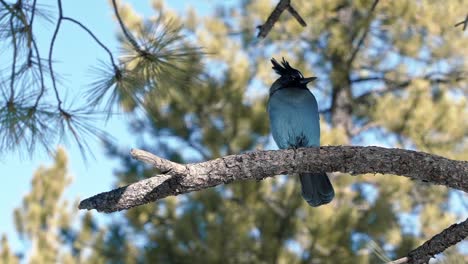 Cierre-En-Cámara-Lenta-De-Un-Hermoso-Pájaro-Jay-De-Steller-Sentado-En-Una-Rama-Mirando-Curiosamente-A-La-Cámara-Y-Sacudiendo-Sus-Plumas-Ubicadas-En-El-Hermoso-Cañón-Bryce,-Utah