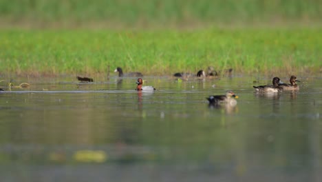 Bandada-De-Patos-Alimentándose-Por-La-Mañana-En-El-Lado-Del-Lago