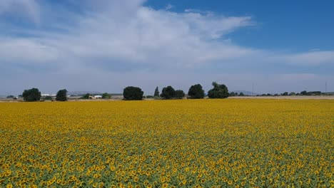 Flug-über-Sonnenblumenfelder-Vor-Blauem-Himmel