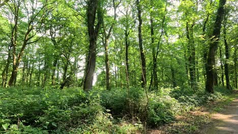 a serene walk through lush green forest