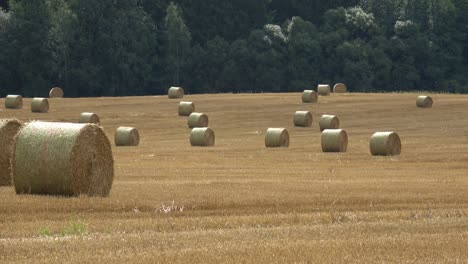 beautiful landscape. agricultural field. round bundles straw bales in the field.