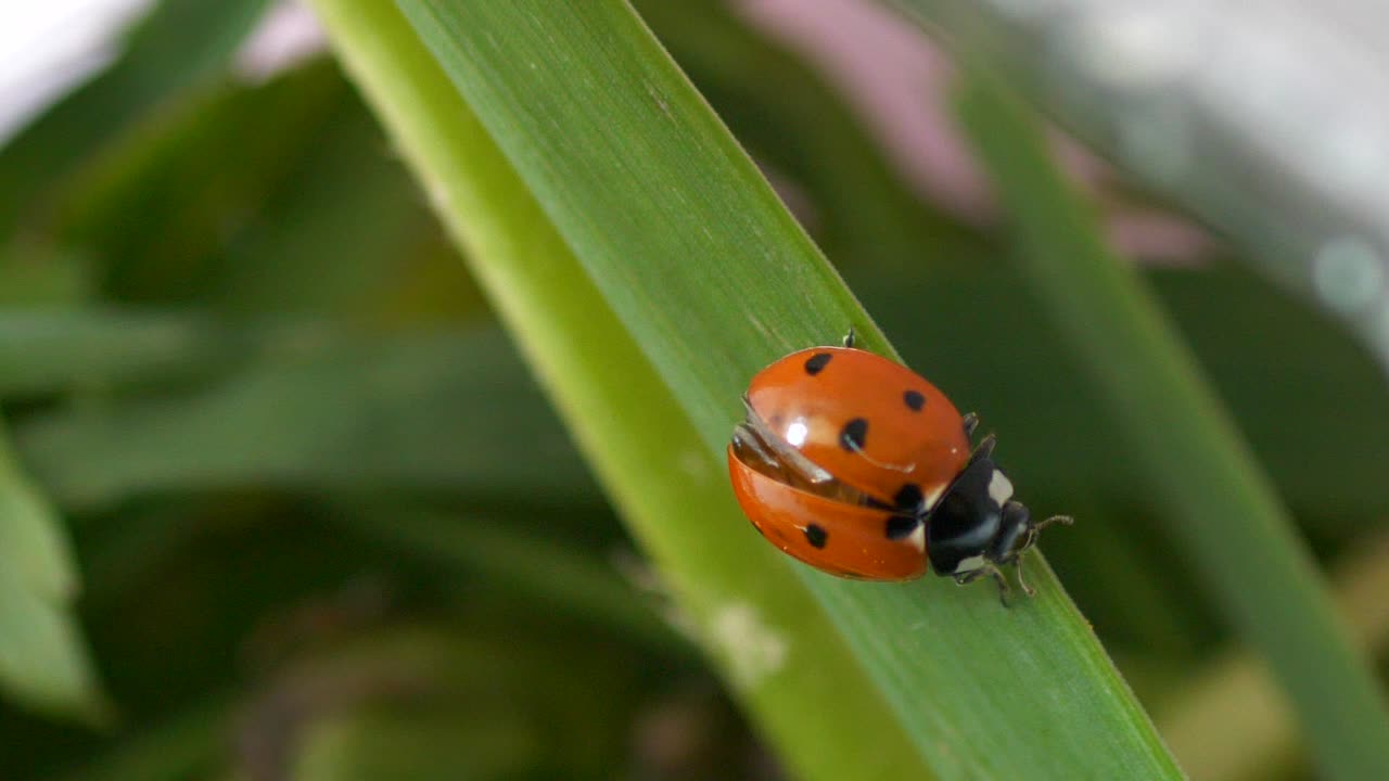 macro close up of ladybug climbing on Blade of Grass, 4k
