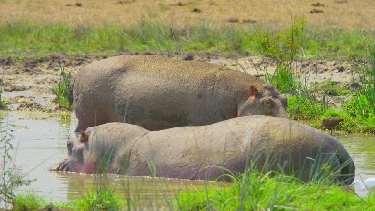L'ippopotamo agita la coda in una palude fangosa con erba verde vibrante