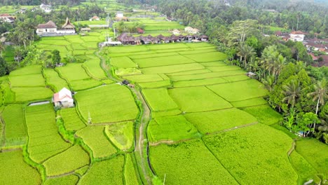 scenic landscape of green rice fields of ubud village in bali, indonesia - drone shot