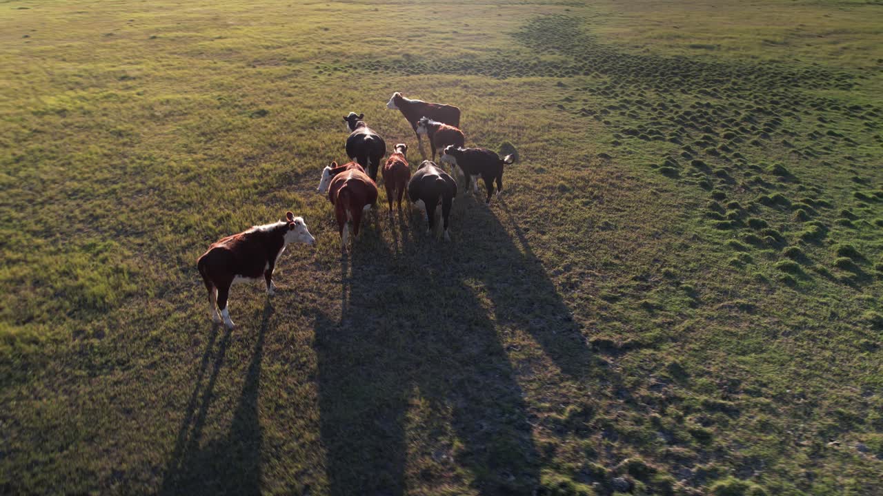 Vista orbitale su bovini da carne, mandria di mucche, Argentina.