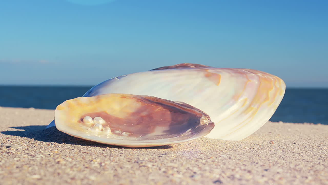Shells on the beach. Shooting on the beach