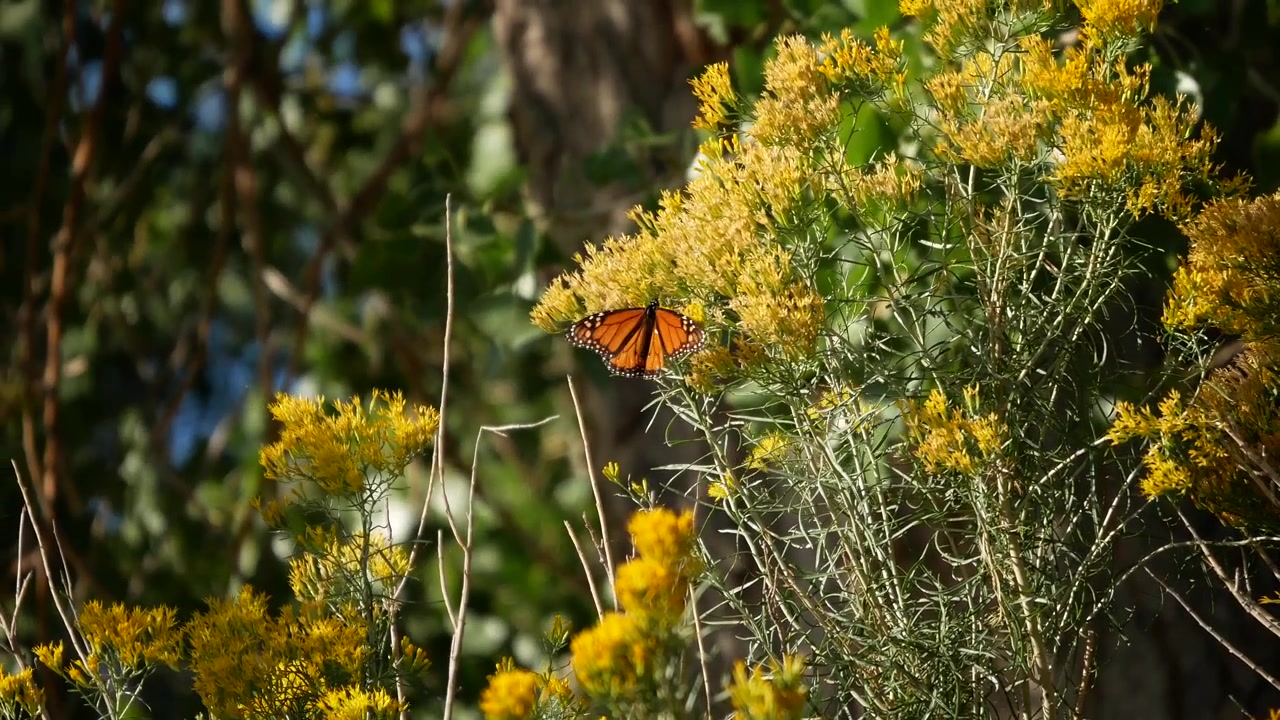 Una farfalla si posa sui fiori di salvia di fine autunno del Parco Statale di Lake Pueblo nel Colorado meridionale. Filmato stabilizzato