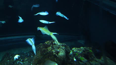 various fish glide through water in an aquarium