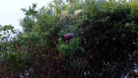 Nahaufnahme-Eines-Einheimischen-Neuseeländischen-Kereru-Taubenvogels-Mit-Leuchtend-Bunten-Federn,-Der-Beeren-Und-Blätter-Eines-Baumes-In-NZ-Aotearoa-Frisst