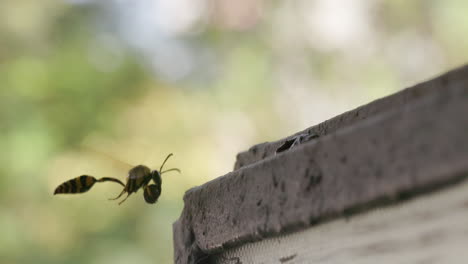 Potter-Wasp-female-arrives-with-clay-mud-towards-her-nest,-hovers-and-lands-and-starts-to-build,-yellow-black