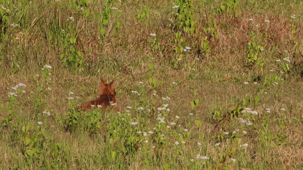 perro silbante cuon alpinus visto desde atrás sentado en la hierba esperando de alguna presa para alimentarse mientras jadea, parque nacional khao yai, tailandia