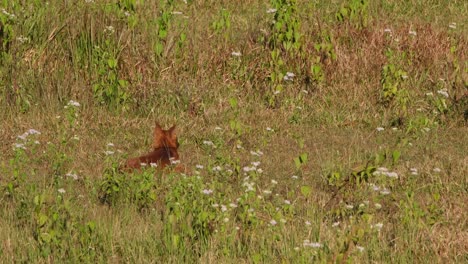 Pfeifender-Hund-Cuon-Alpinus-Von-Seinem-Rücken-Aus-Gesehen,-Wie-Er-Auf-Dem-Gras-Sitzt-Und-Von-Einer-Beute-Wartet,-Um-Sich-Zu-Ernähren,-Während-Er-Keucht,-Khao-Yai-Nationalpark,-Thailand