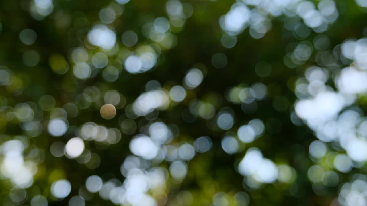 luz bokeh en el jardín