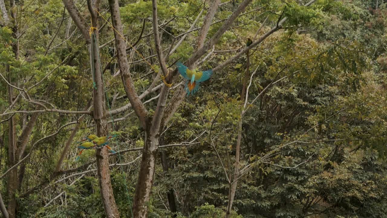 increíble colorido loro exótico volando hacia la rama de un árbol