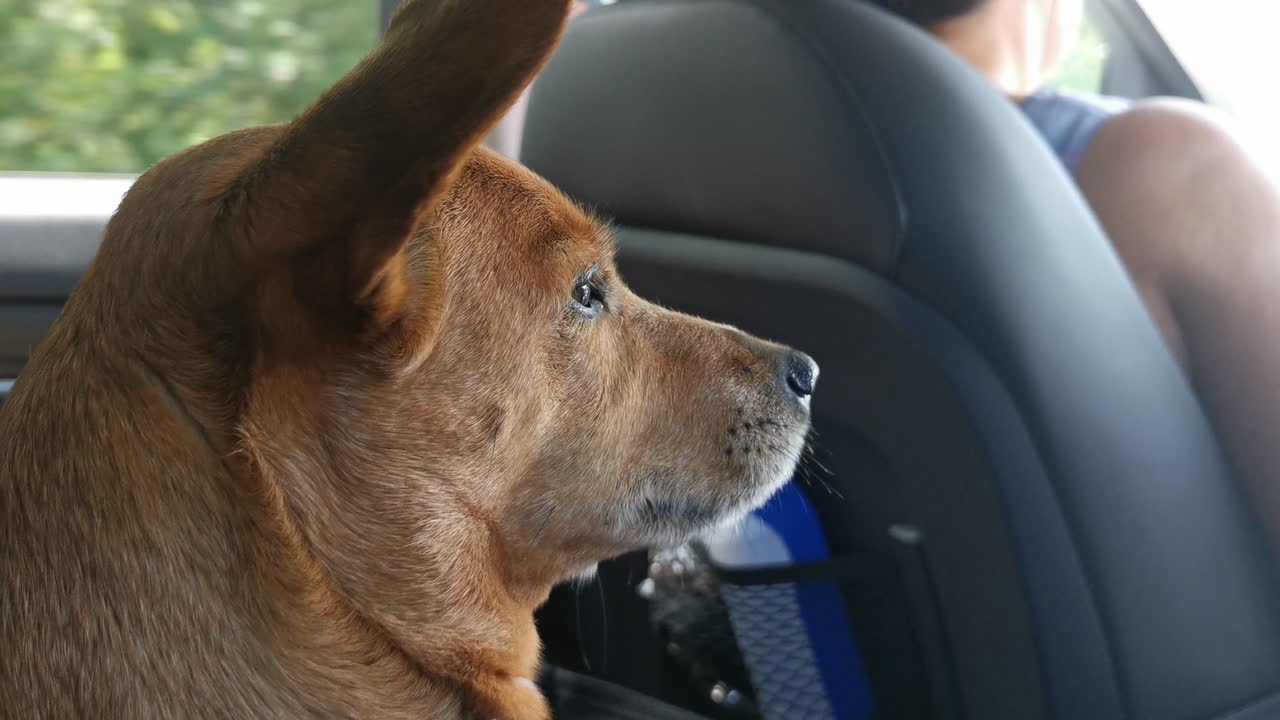 lindo perro marrón en la parte trasera de un auto mirando por la ventana