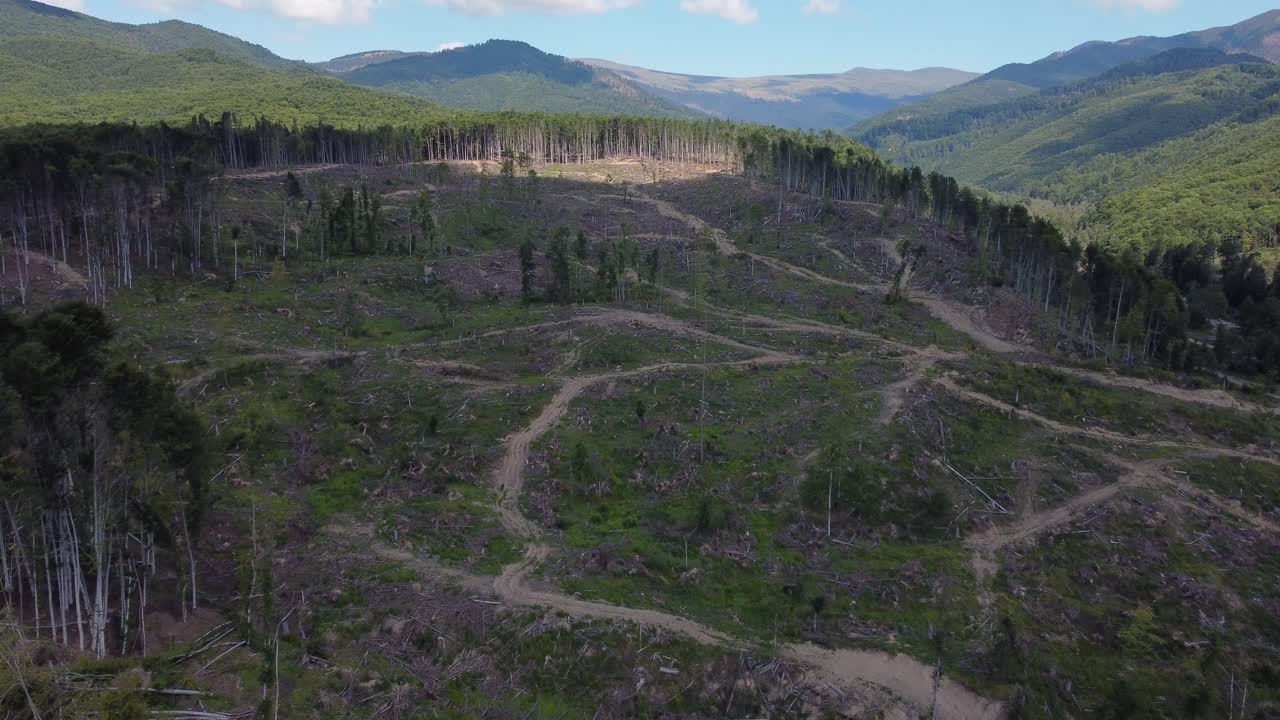 aéreo: volando sobre un bosque de pinos deforestado en un valle montañoso en rumania, europa central