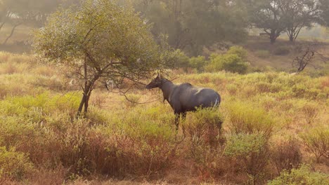 Nilgai-O-Toro-Azul-Es-El-Antílope-Asiático-Más-Grande-Y-Es-Endémico-Del-Subcontinente-Indio.-El-único-Miembro-Del-Género-Boselaphus.-Parque-Nacional-Ranthambore-Sawai-Madhopur-Rajastán-India