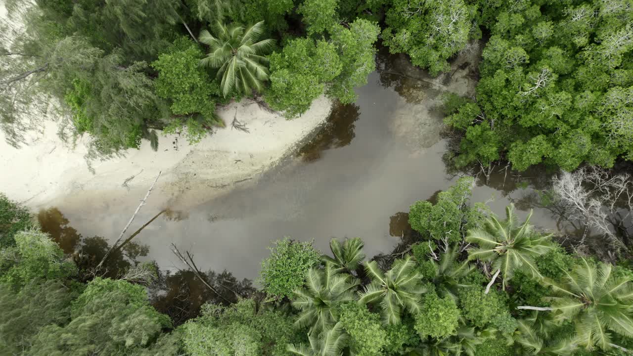 mahe, seychelles increíble tiro de dron del río sobre exuberantes vegetaciones cerca de la costa, palmeras de coco y otras plantas tropicales