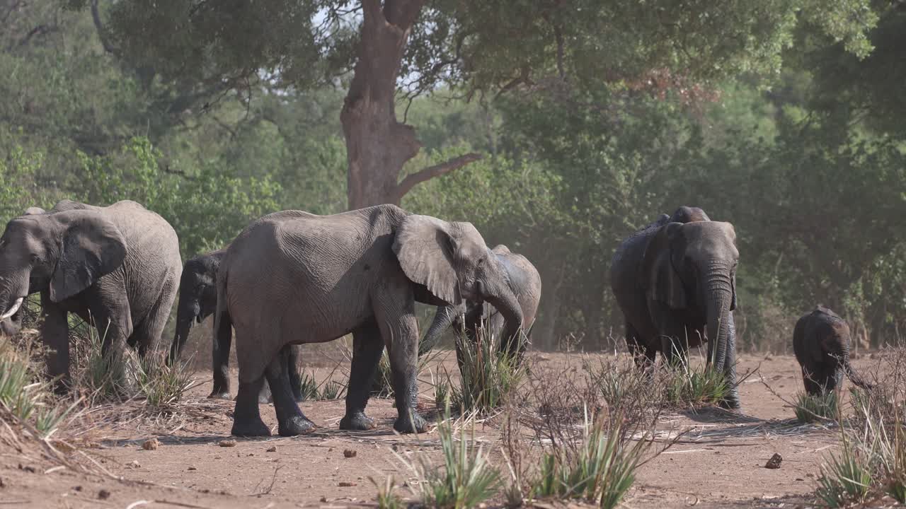 A herd of African elephants feeding and moving through the dry landscape of Botswana's Mashatu Game Reserve